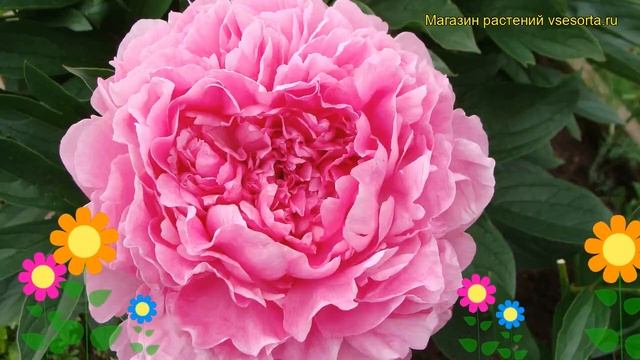 Пион молочноцветковый Вивид Роза. Краткий обзор, описание paeonia lactiflora Vivid Rose смотреть онлайн