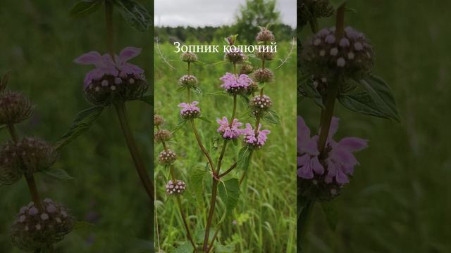 Зопник колючий (Phlomis pungens).🧐