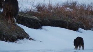 Первые шаги новорожденного овцебычка.The first steps of a newborn musk ox.