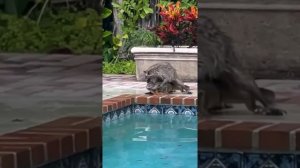 Florida Raccoon vs Iguana