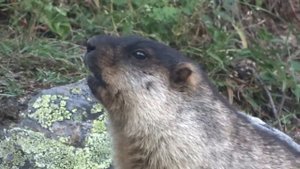 Черношапочный сурок в Байкало-Ленском заповеднике