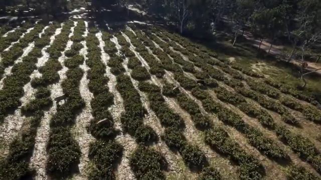 theHunter: Call of the Wild - Complete Collection v2546982 + 44 DLCs смотреть онлайн