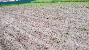 Сделал ежики на арматуру окучников. Результаты окучки ежиками с плоскорезами.