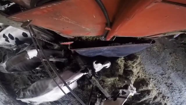 кормление курпного рогатого скота на ферме смотреть онлайн