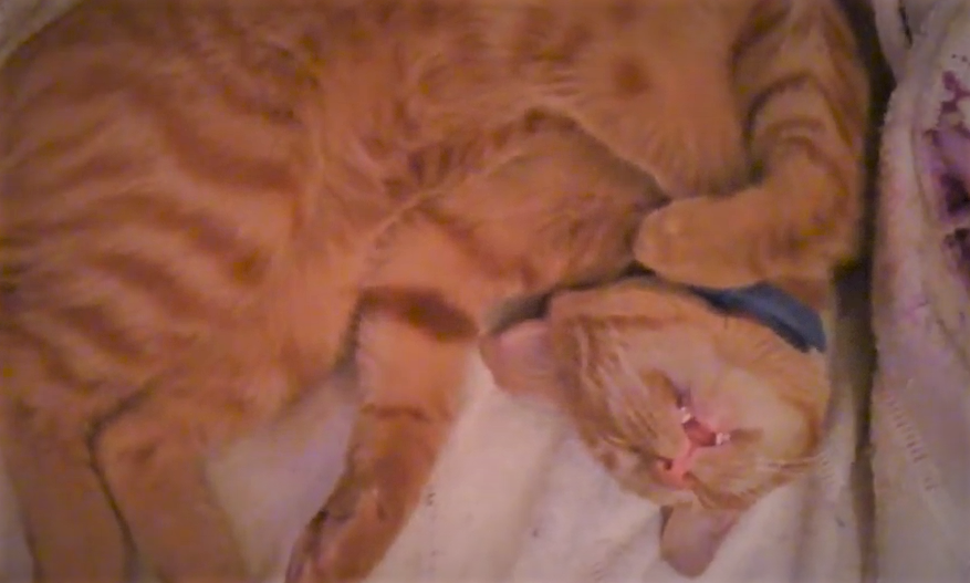 Кот Феликс во сне, рыжему коту приснилось, что он котёнок и сосёт титьку...