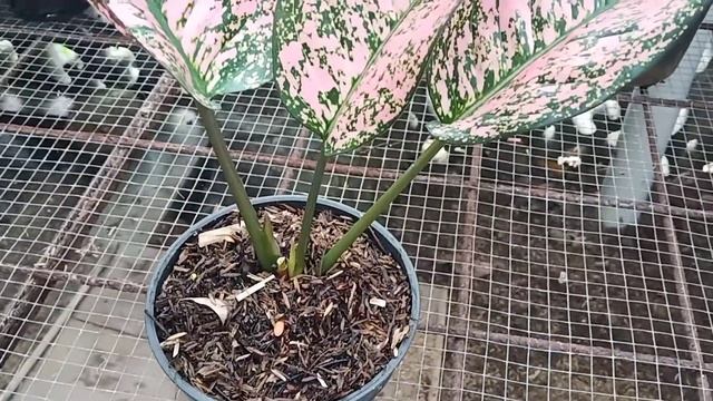 Menikmati Keindahan Aglonema Ruby Wayang Episode #42 смотреть онлайн