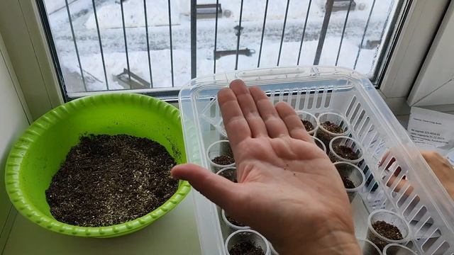 ПЕНТАС (Египетская звезда) выращивание из семян! Пентас без пикировки! смотреть онлайн