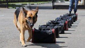 Собаки спасатели на воде и в горах: породы водолазы