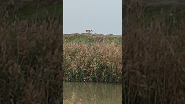 #fishingvideo #fishinglife #gazelle #animals #animal #нарыбалке #газель #животные #река #river