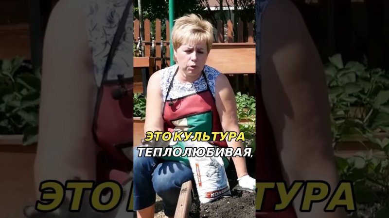 Выбор места для посадки перца: важность солнечного света и тепла
