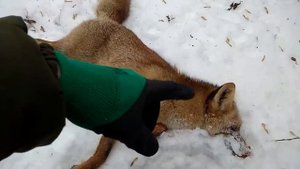 Красивая лисичка добыта на приваде .Тайна лисьего хвоста.Охота на приваде с мелкашкой.22LR