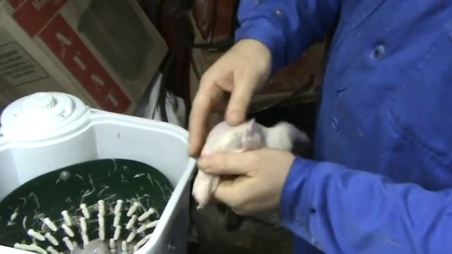 ПЕРЕПЕЛКА.Забой перепелок от начала до конца