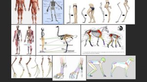 08_02_what_shapes_the_body