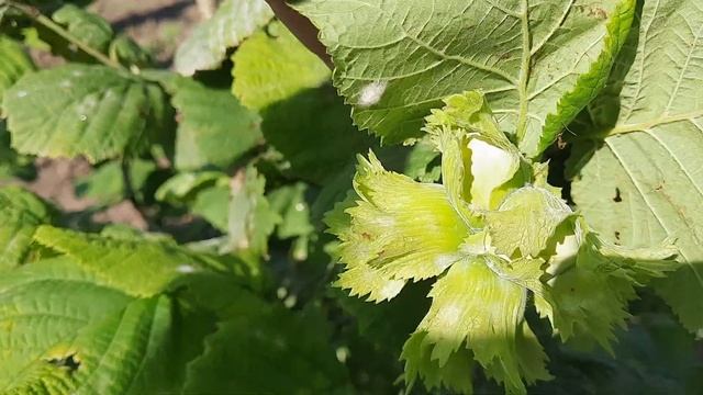 Фундук .Чем обрабатывать от мучнистой росы ? смотреть онлайн