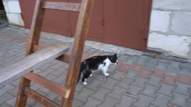 ЧЕЛЛЕНДЖ ДЛЯ КОТОВ - ЗАБЕРИСЬ по ЛЕСТНИЦЕ ЧТОБЫ ВЫЖИТЬ ! смотреть онлайн