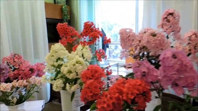 Выставка флоксов 2-3.08.2016, www.sectionphloxes.ru смотреть онлайн