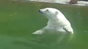 Белый медведь в московсом зоопарке (The Polar bear in the Moscow zoo)