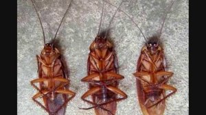 La cucaracha - Gipsy Kings