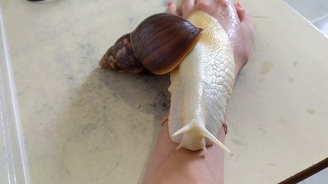 УЗНАЮТ ЛИ УЛИТКИ АХАТИНА ЧЕЛОВЕКА!!! смотреть онлайн