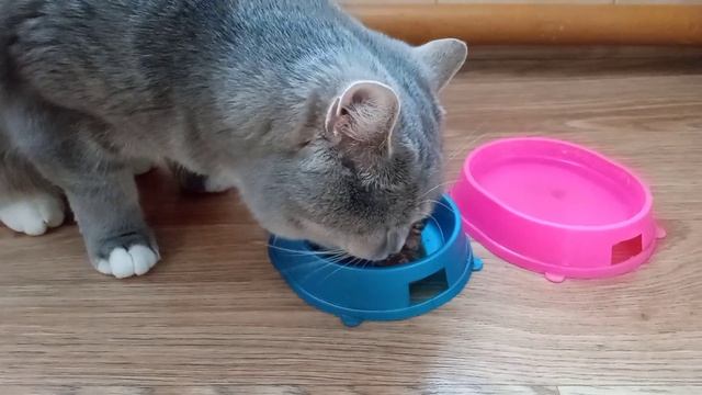 Консервированный корм для кошек Sheba. Ссылка на отзыв в описании.