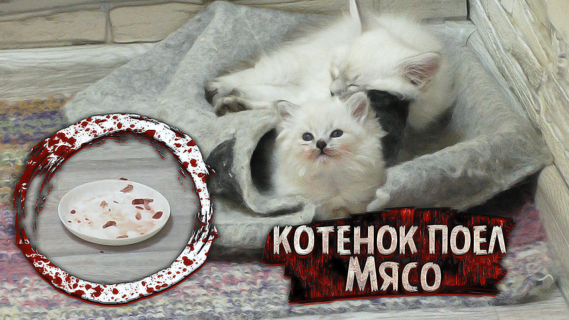 Кот поел. Кошку Иру шикотают.