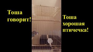 Говорящий попугай || Попугай говорит свои первые слова. Часть 1.