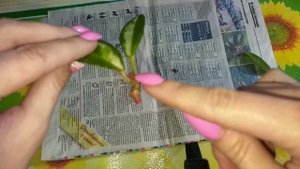 Две Хойи скинули корни?Но мы не сдаемся!?Обзор Хой в мае?Пересадка?Уход?Укоренение?Хлорофитум?Гинур