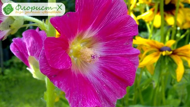 ? Посадка мальвы в открытый грунт: как и когда сажать мальву смотреть онлайн