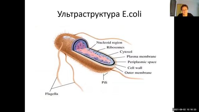 Энтеробактерии смотреть онлайн
