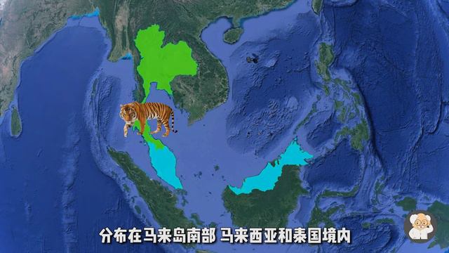 你知道老虎有多少个亚种，多少个变种，看完有一种想去动物园冲动
