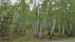 Дорога в Вишневогорск