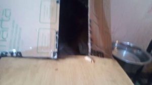 коробка-копилка с кошачьей лапкой