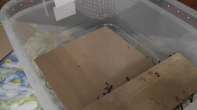 Содержание червей дома/ Переселение смотреть онлайн