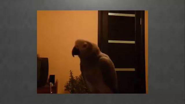 КАК попугай обзывается смотреть онлайн