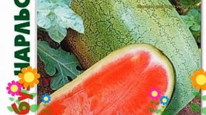 Арбуз Чарльстон Грей. Краткий обзор, описание характеристик citrullus lanatus Charlston Grej