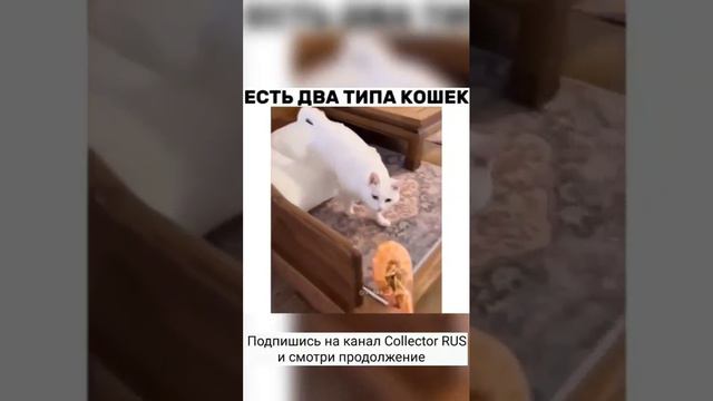 Есть два типа кошек