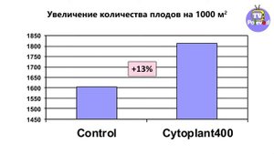 Влияние ЦИТОПЛАНТА на урожайность на примере арбуза
