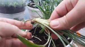 Гацания махровая вегетативная, черенкование обновление маточного куста!