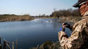 ловля густеры на поплавок в проводку