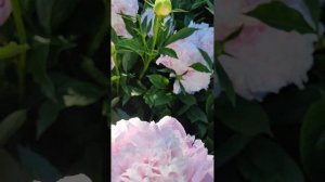 Пион Корнелия Шейлор