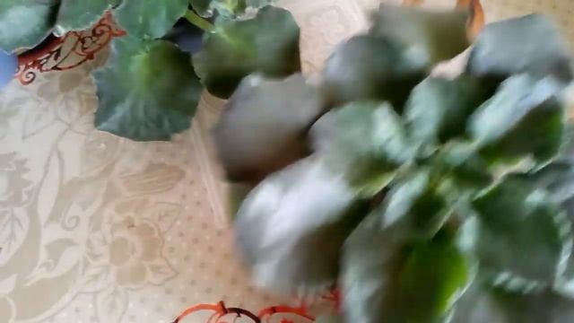 ЧУДО ВОДА !ПОЛИЛ И ШИКАРНЫЕ ФИАЛКИ(( КОГДА НУЖНО УДОБРЯТЬ !НУЖНО ИЛИ НЕТ!? смотреть онлайн