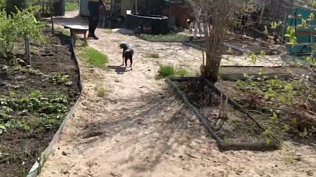 VLOG: 1 мая/Дача/Открыли шашлычный сезон/Новая беседка смотреть онлайн