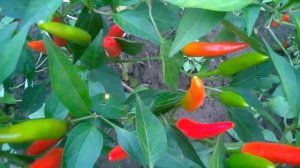 Malawi Birds Eye Chilli. Малавийский птичий глаз чили, острый сорт перца.