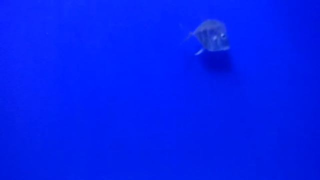 Океанариум Морская сказка» в ТЦ " Детский мир" смотреть онлайн