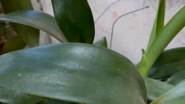 Orquídea Cattleya labiata смотреть онлайн