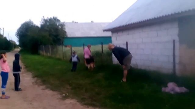 Немецкая овчарка играет в футбол смотреть онлайн