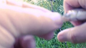 ВОТ ЭТО ЛОВЛЯ ПЛОТВЫ ЛЕТОМ НА ПОПЛАВОК-РЫБАЛКА СУПЕР