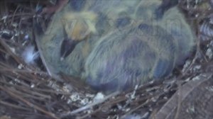 [День 10] - ПТЕНЦЫ СПЯТ - совершенствуем голубиное гнездо - поставили защиту от дождя!!!