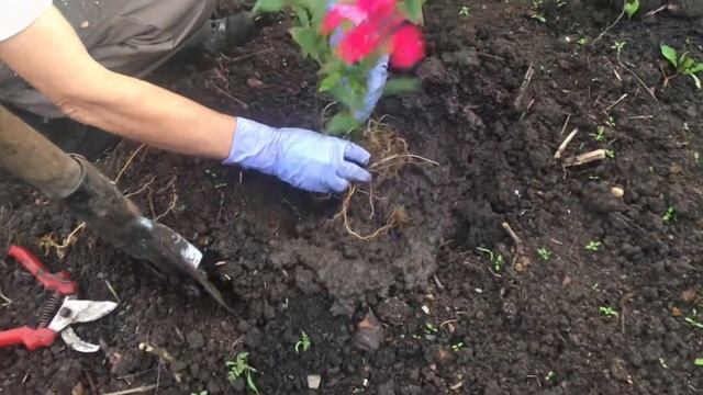 Правильная пересадка флоксов! смотреть онлайн