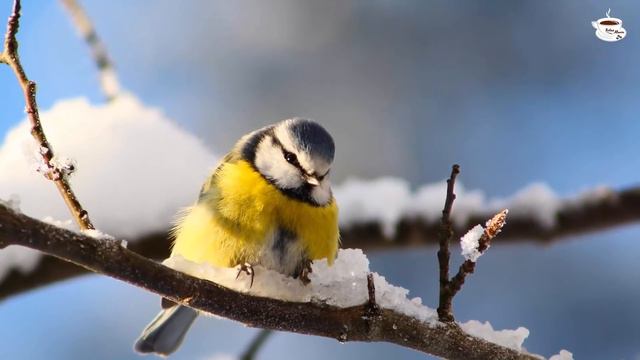 До слез красивая мелодия! Самая красивая мелодия на свете, можно слушать бесконечно Сергей Грищук смотреть онлайн
